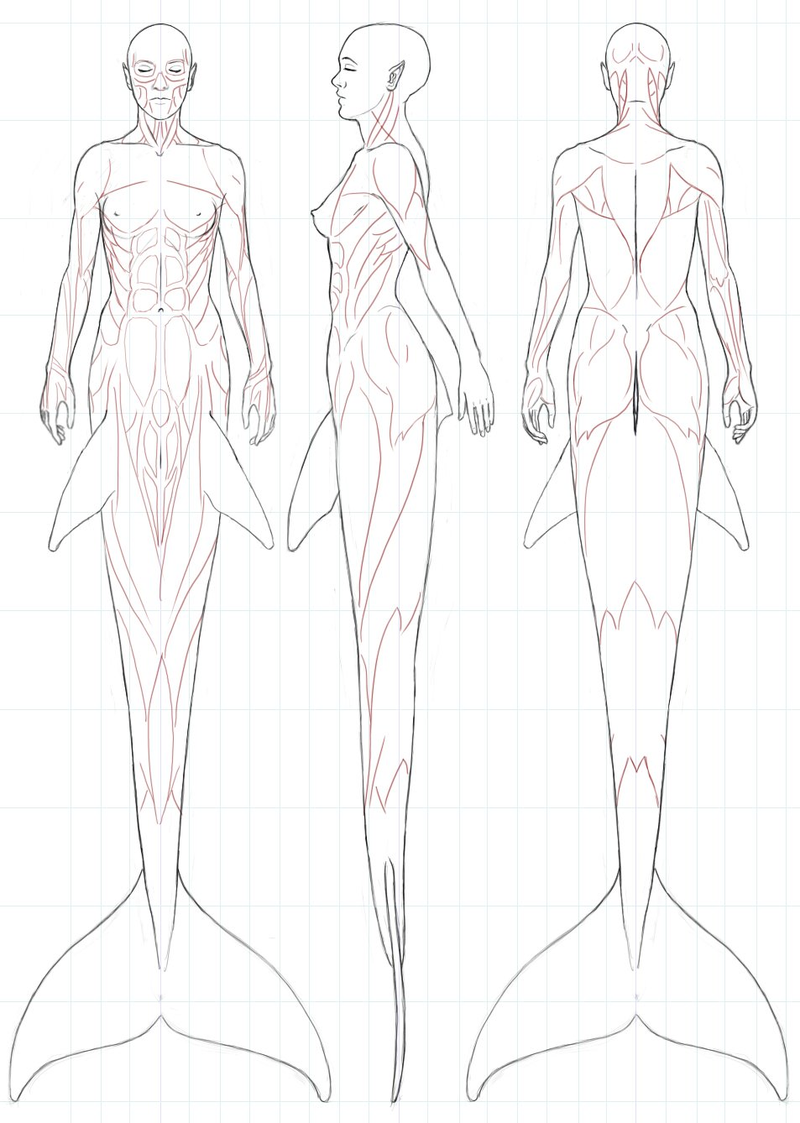 Illustration for article titled A Gorgeous Dissection of Mermaid Anatomy